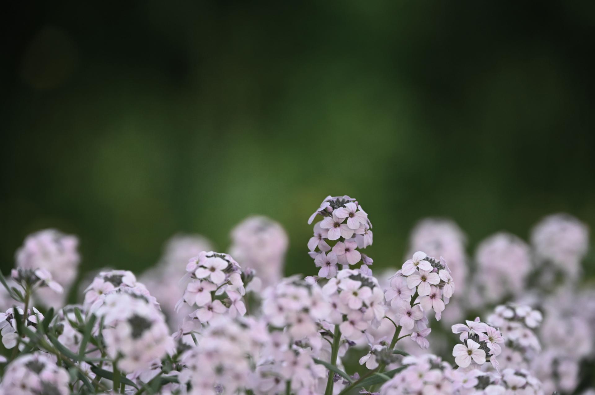 European Photography Awards Winner - Flowers - Expressions and Impressions