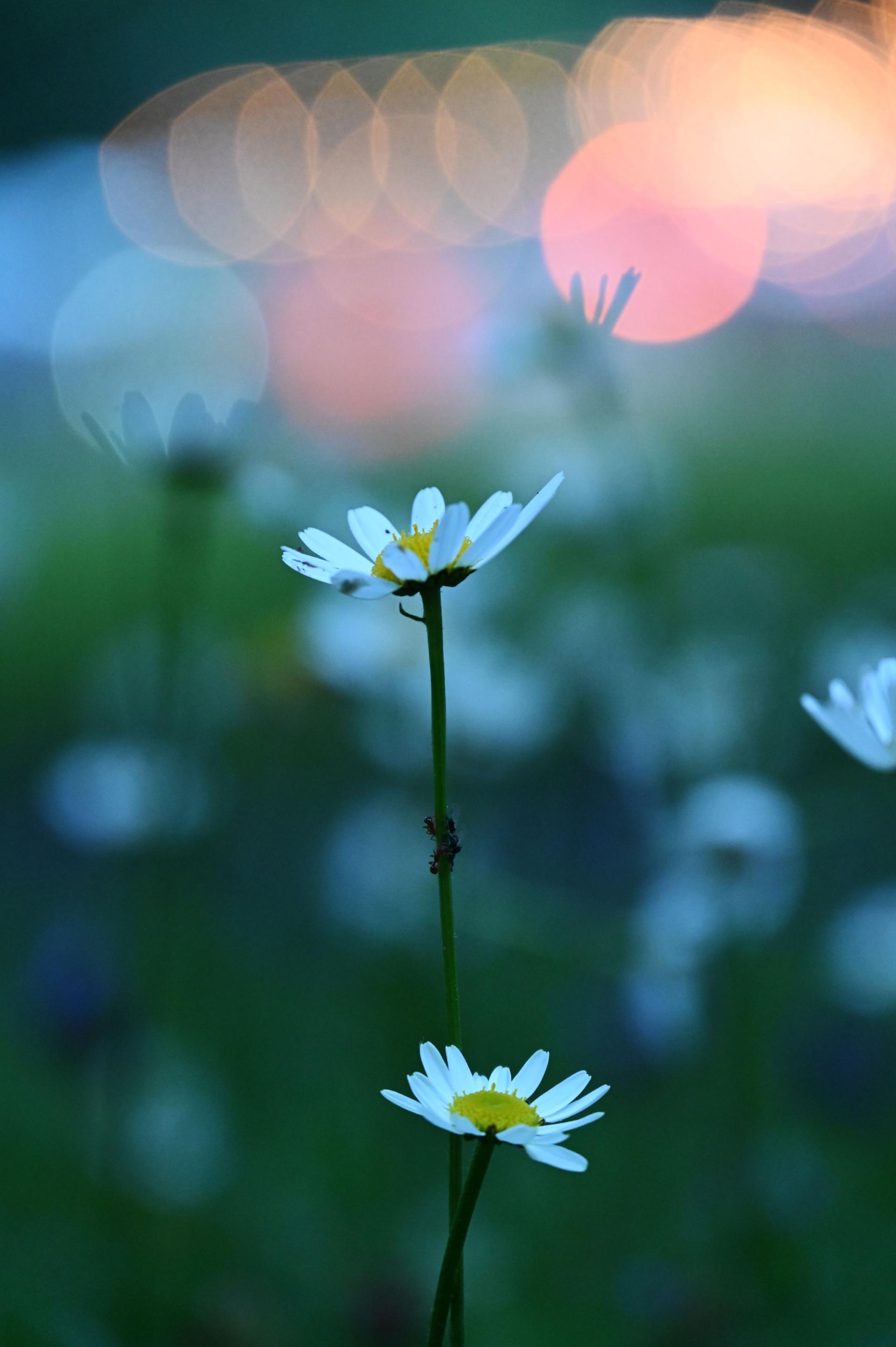 European Photography Awards Winner - Flowers - Expressions and Impressions