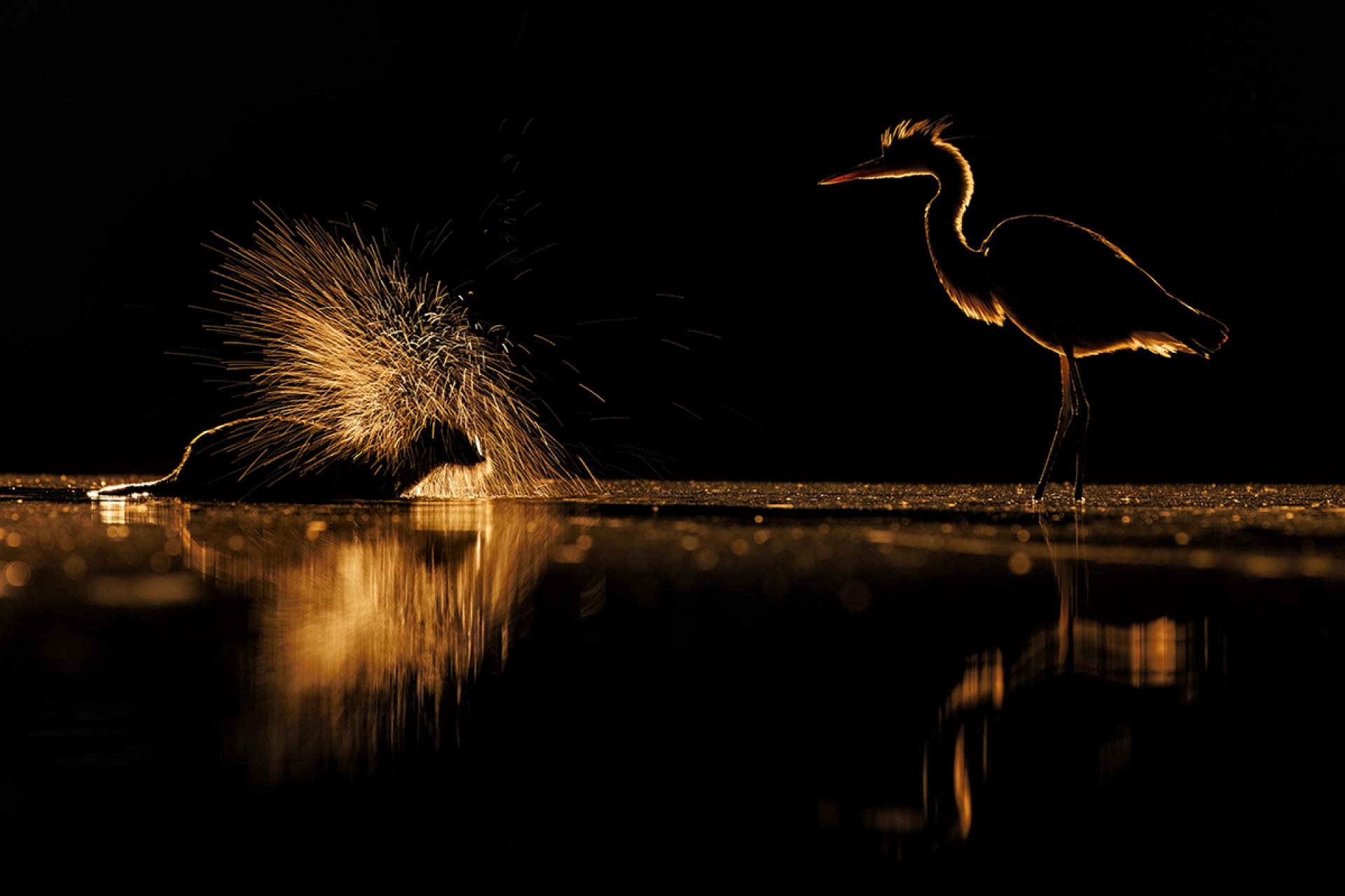 European Photography Awards Winner - Dark is The Night