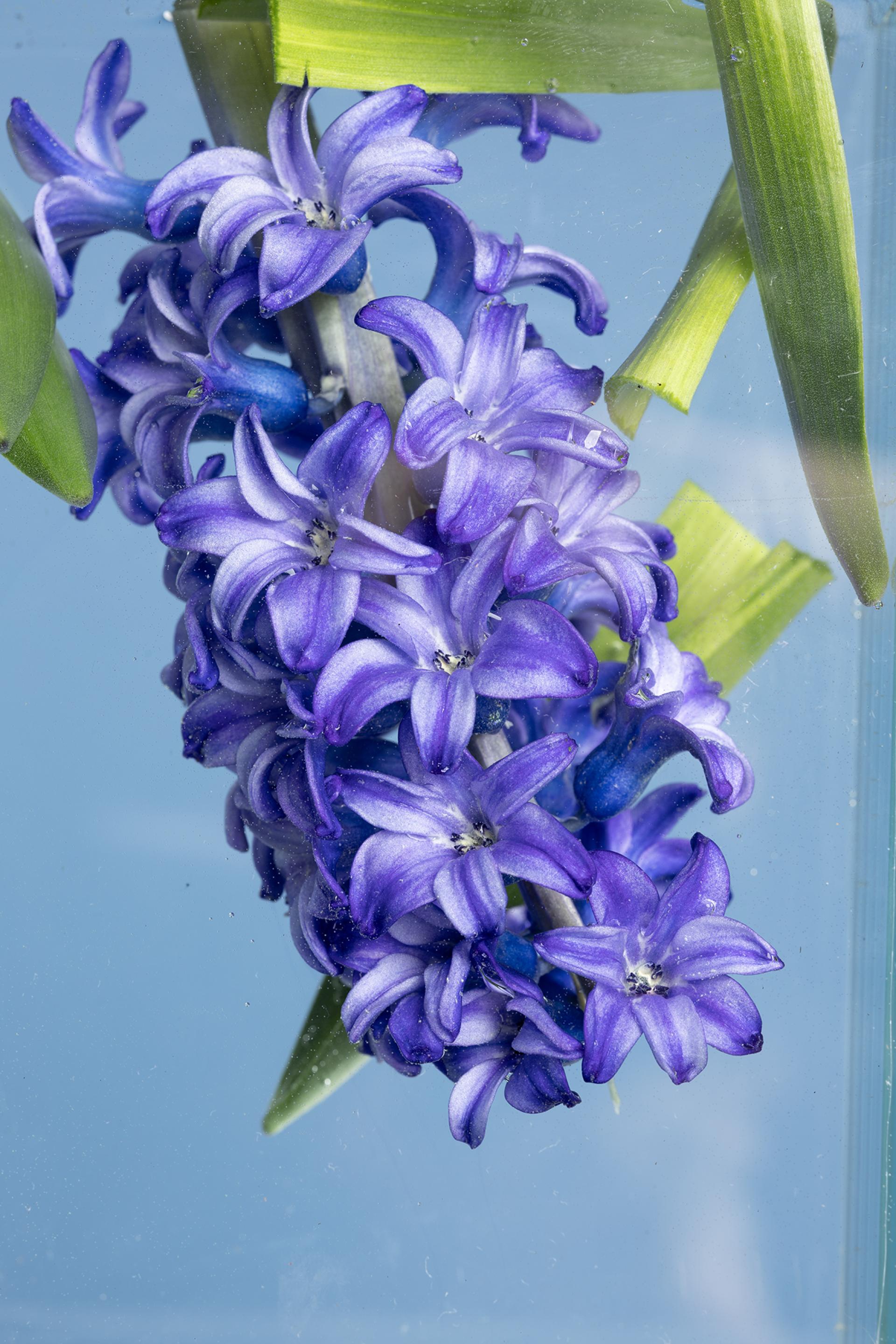 European Photography Awards Winner - A Flower's Journey