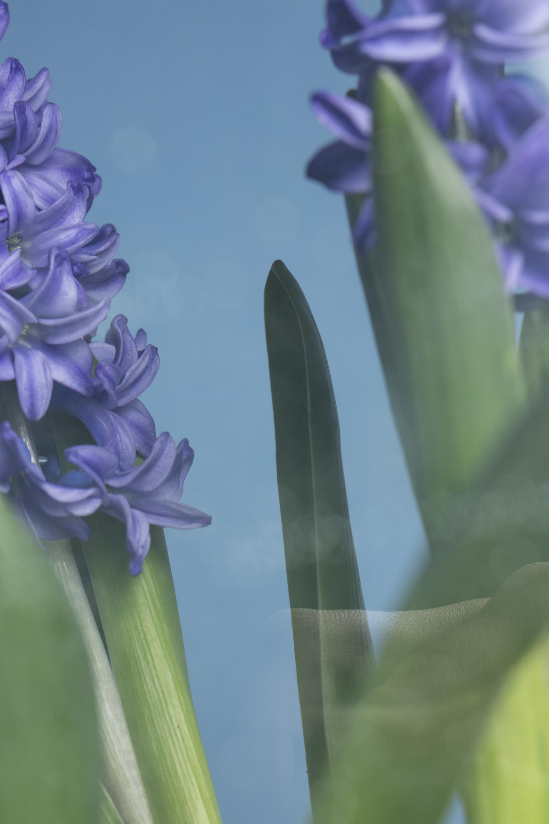 European Photography Awards Winner - A Flower's Journey