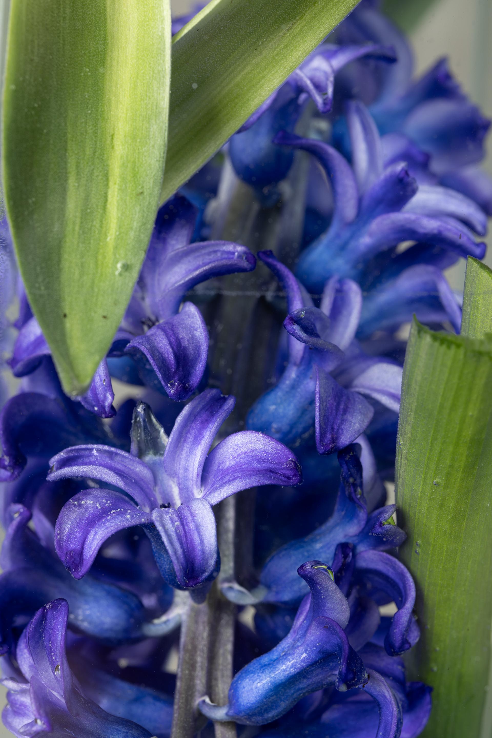 European Photography Awards Winner - A Flower's Journey