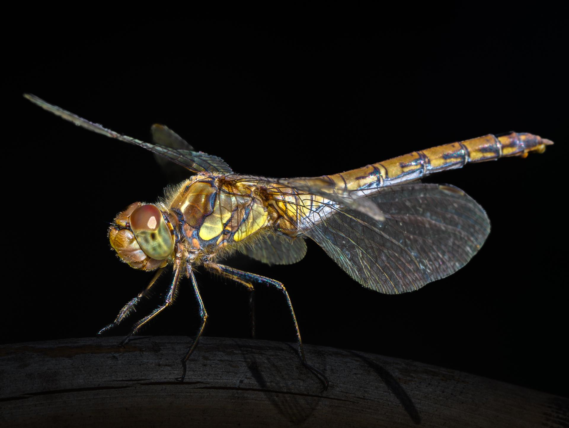 European Photography Awards Winner - Capturing the Essence of Nature: A Study in Contrast