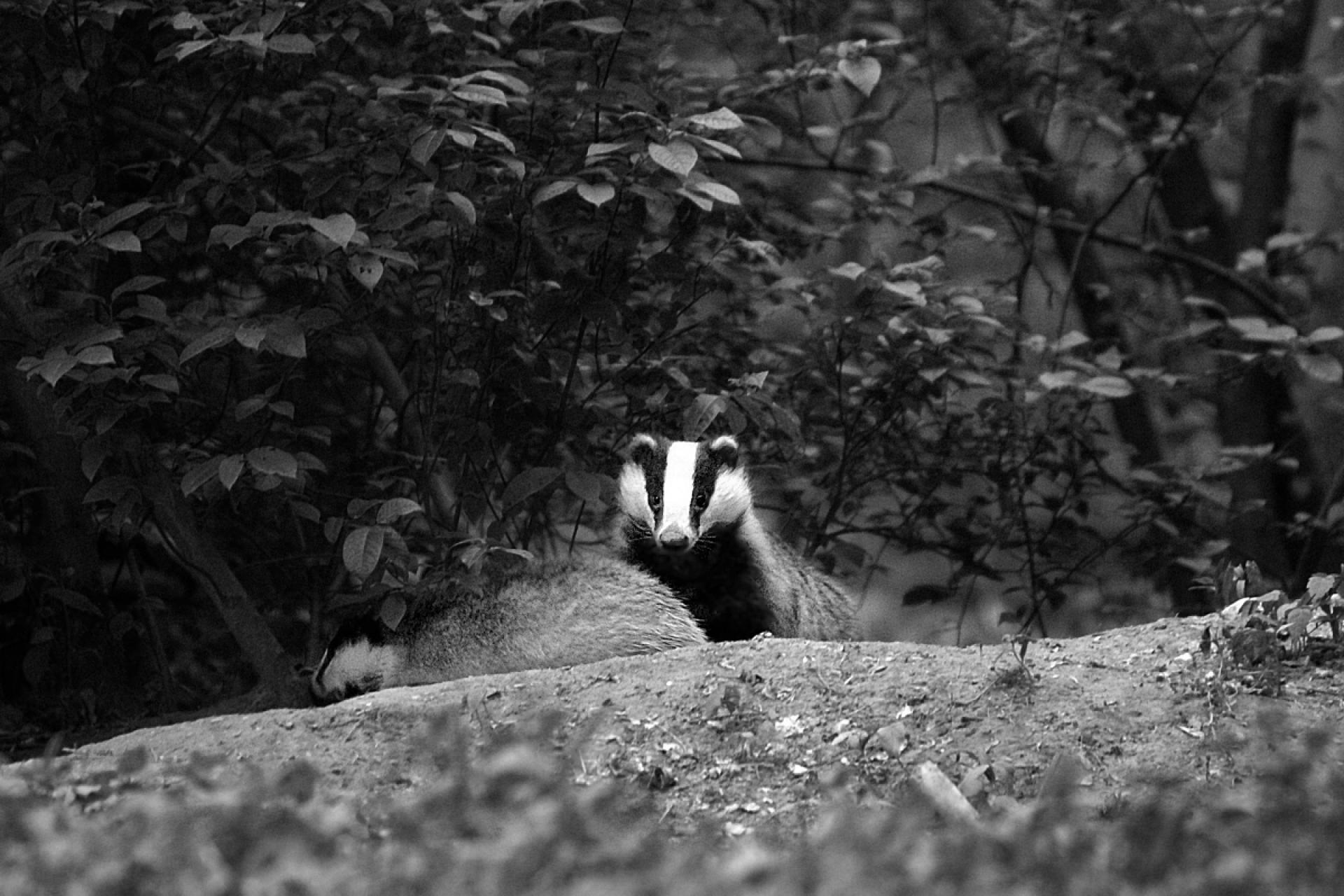 European Photography Awards Winner - Forest Friends