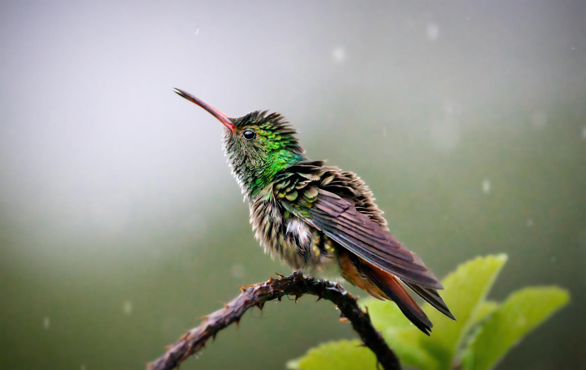 European Photography Awards Winner - Angry Bird