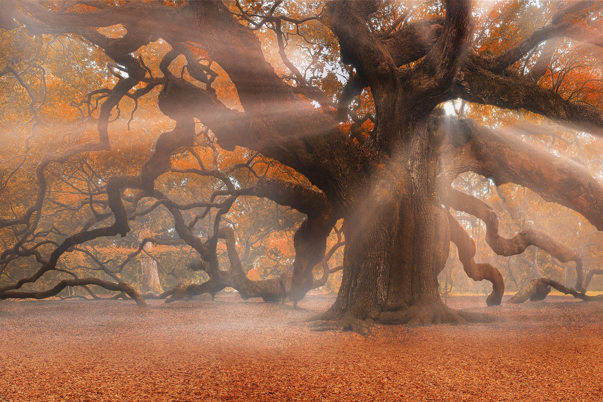 European Photography Awards Winner - Landing Angels