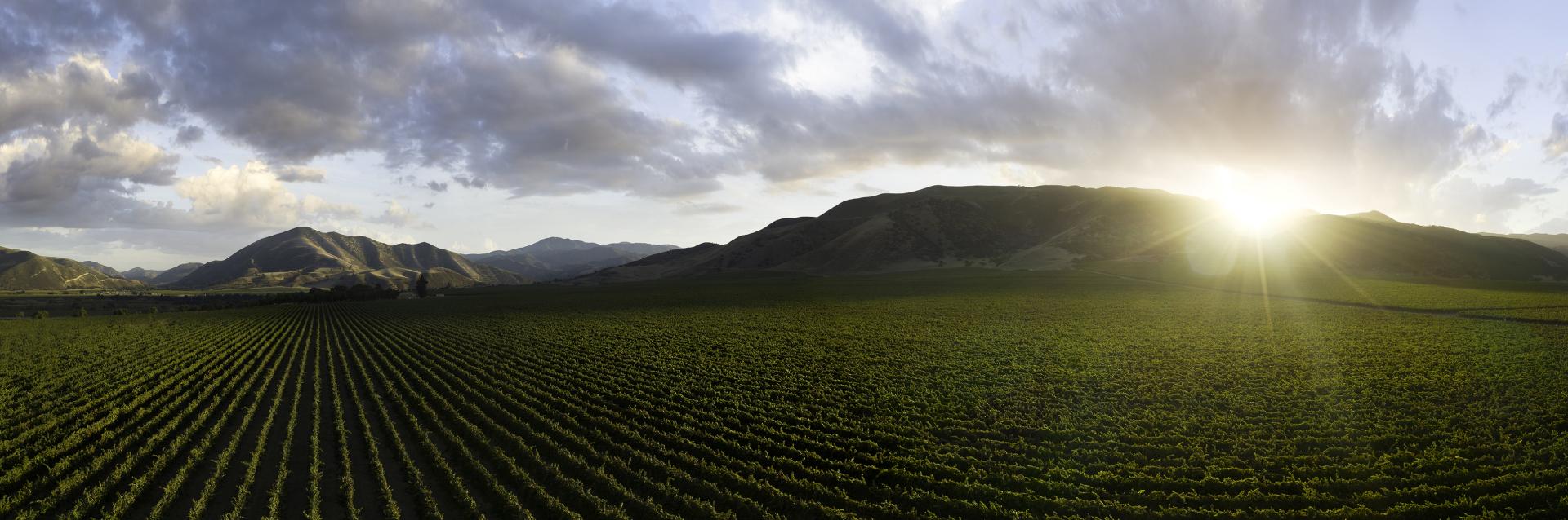 European Photography Awards Winner - Hahn Vineyards