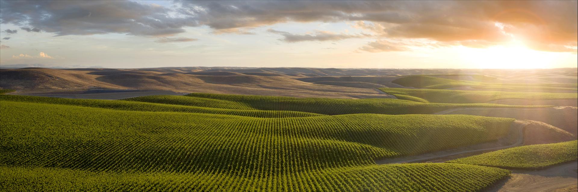 European Photography Awards Winner - Hahn Vineyards