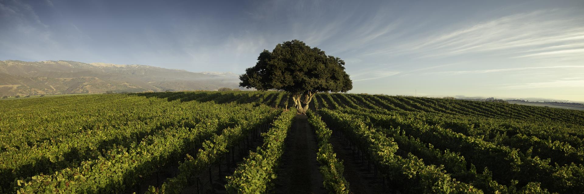 European Photography Awards Winner - Hahn Vineyards