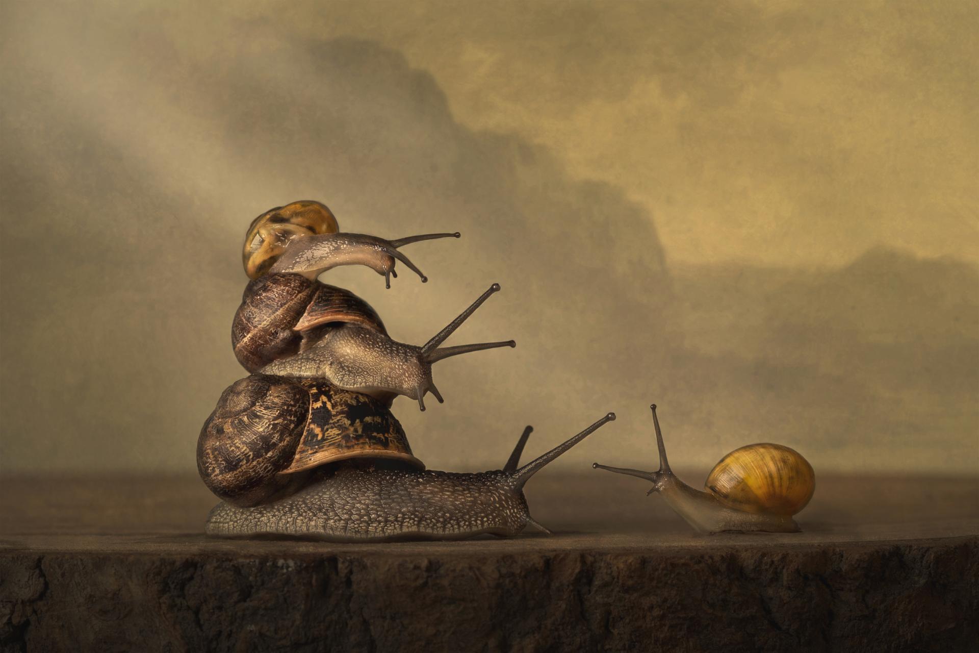 European Photography Awards Winner - Gathering of snails