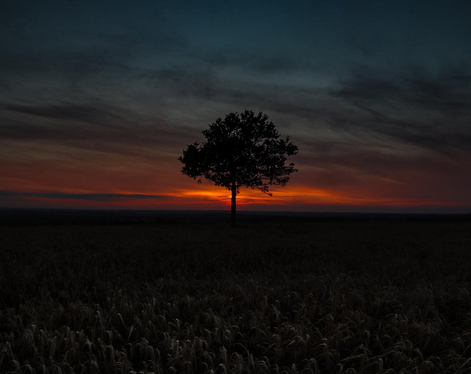European Photography Awards Winner - The Tree Collection