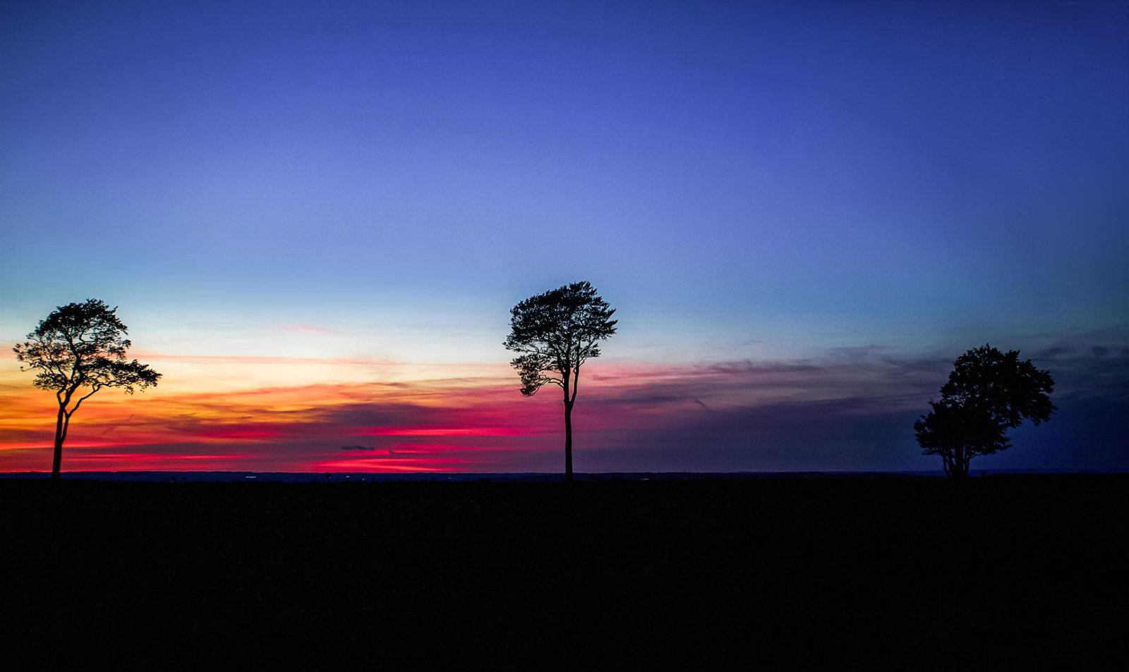 European Photography Awards Winner - The Tree Collection