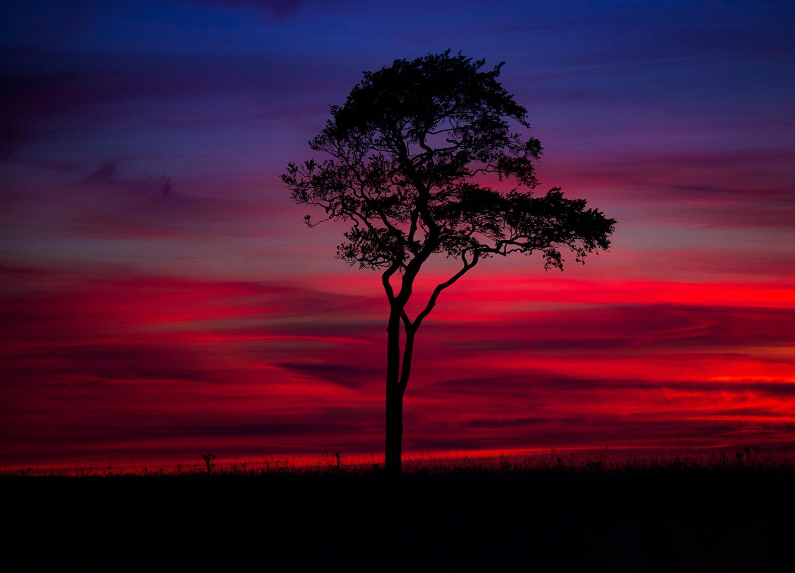 European Photography Awards Winner - The Tree Collection