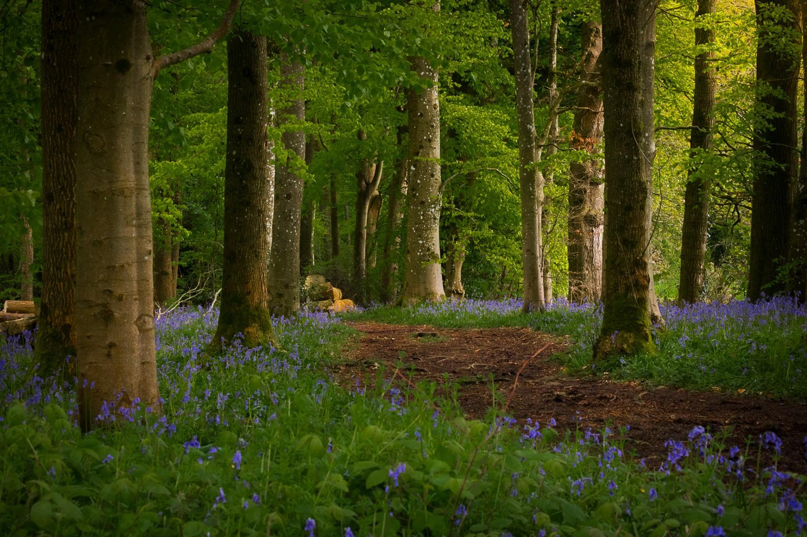 European Photography Awards Winner - The Tree Collection