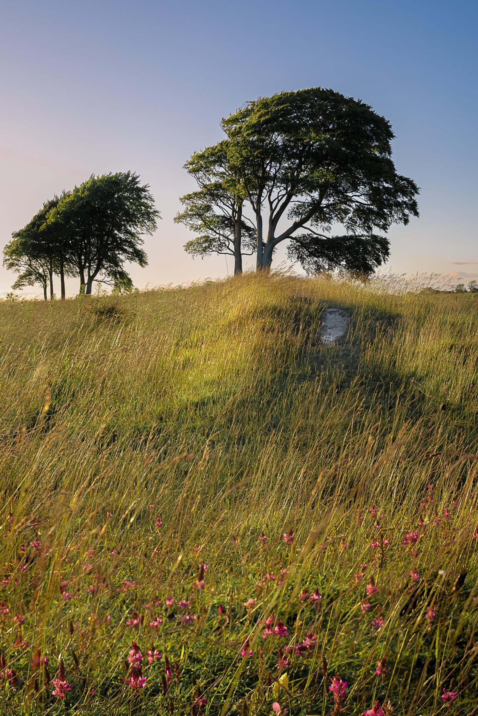 European Photography Awards Winner - The Tree Collection