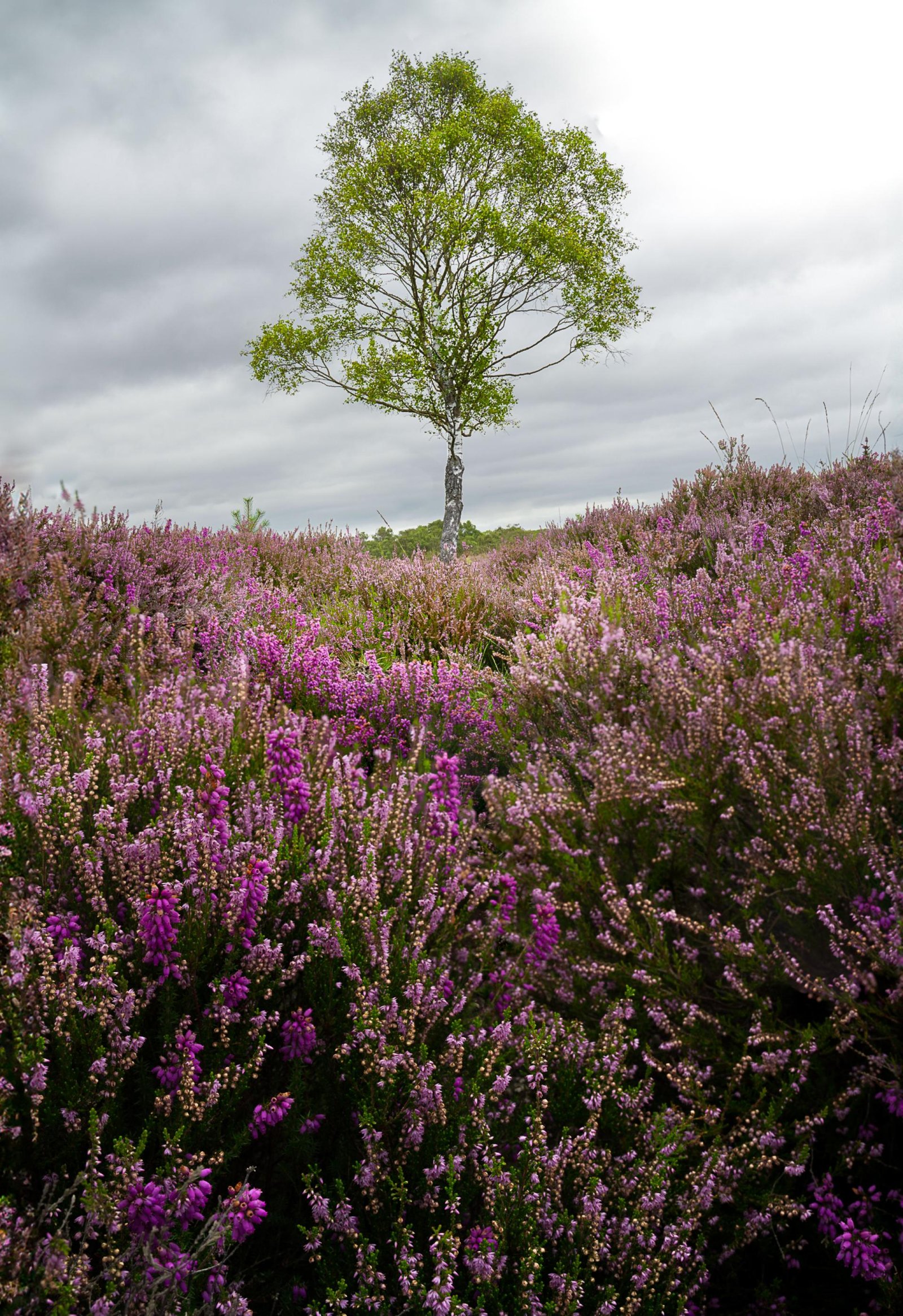 European Photography Awards Winner - The Tree Collection
