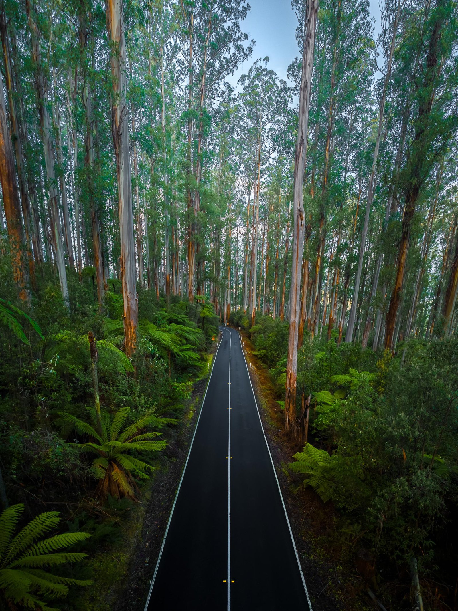 European Photography Awards Winner - The Tree Collection