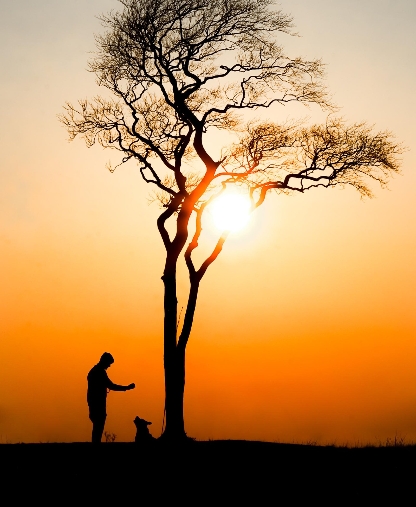 European Photography Awards Winner - The Tree Collection