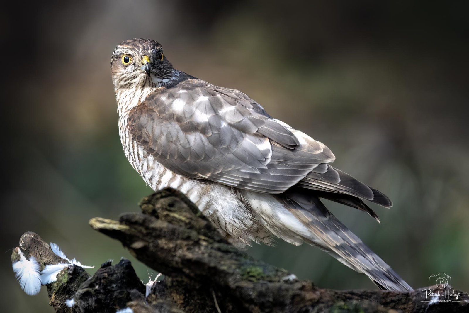 European Photography Awards Winner - Sparrowhawk