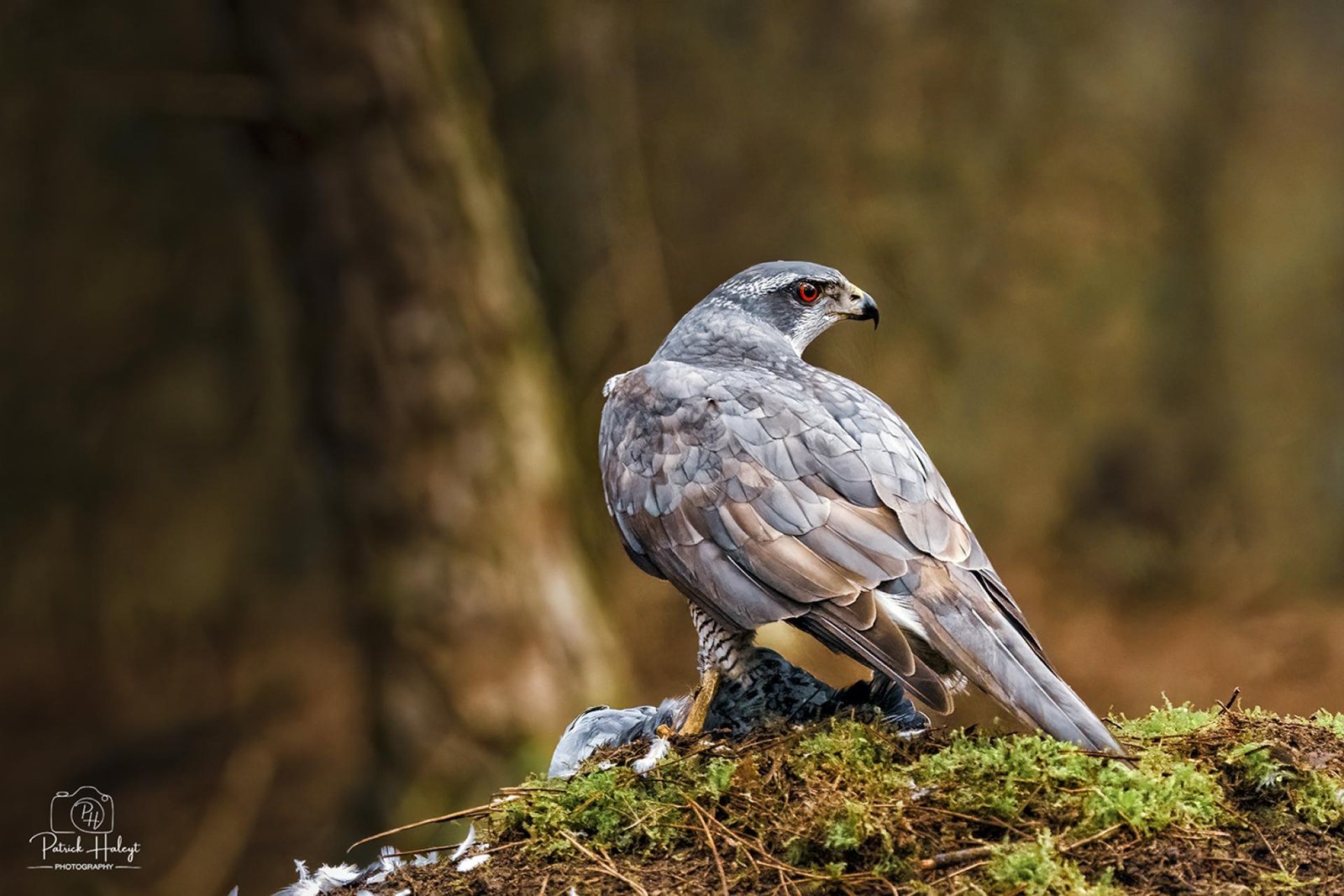 European Photography Awards Winner - Predator pays attention not te be a prey itself