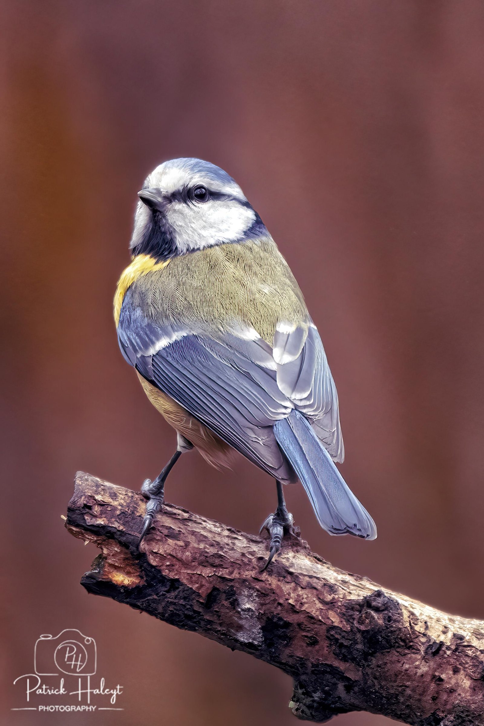European Photography Awards Winner - Look how cute and beautiful I am