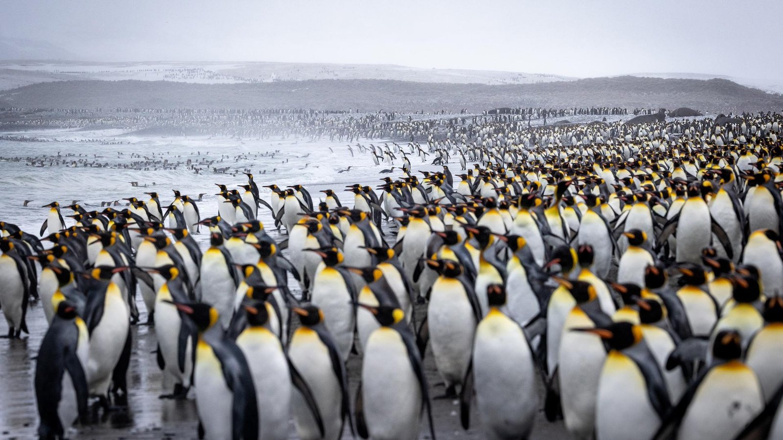 European Photography Awards Winner - The great gathering