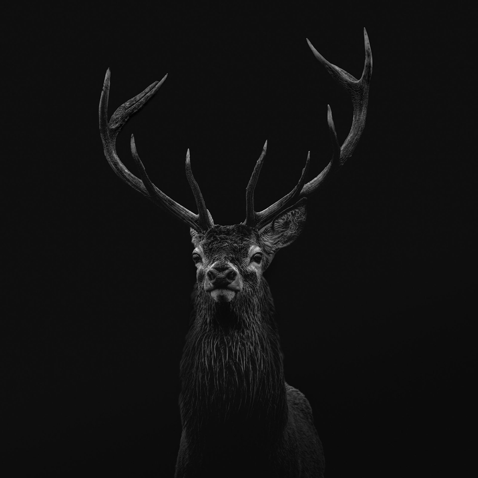 European Photography Awards Winner - The Wildness