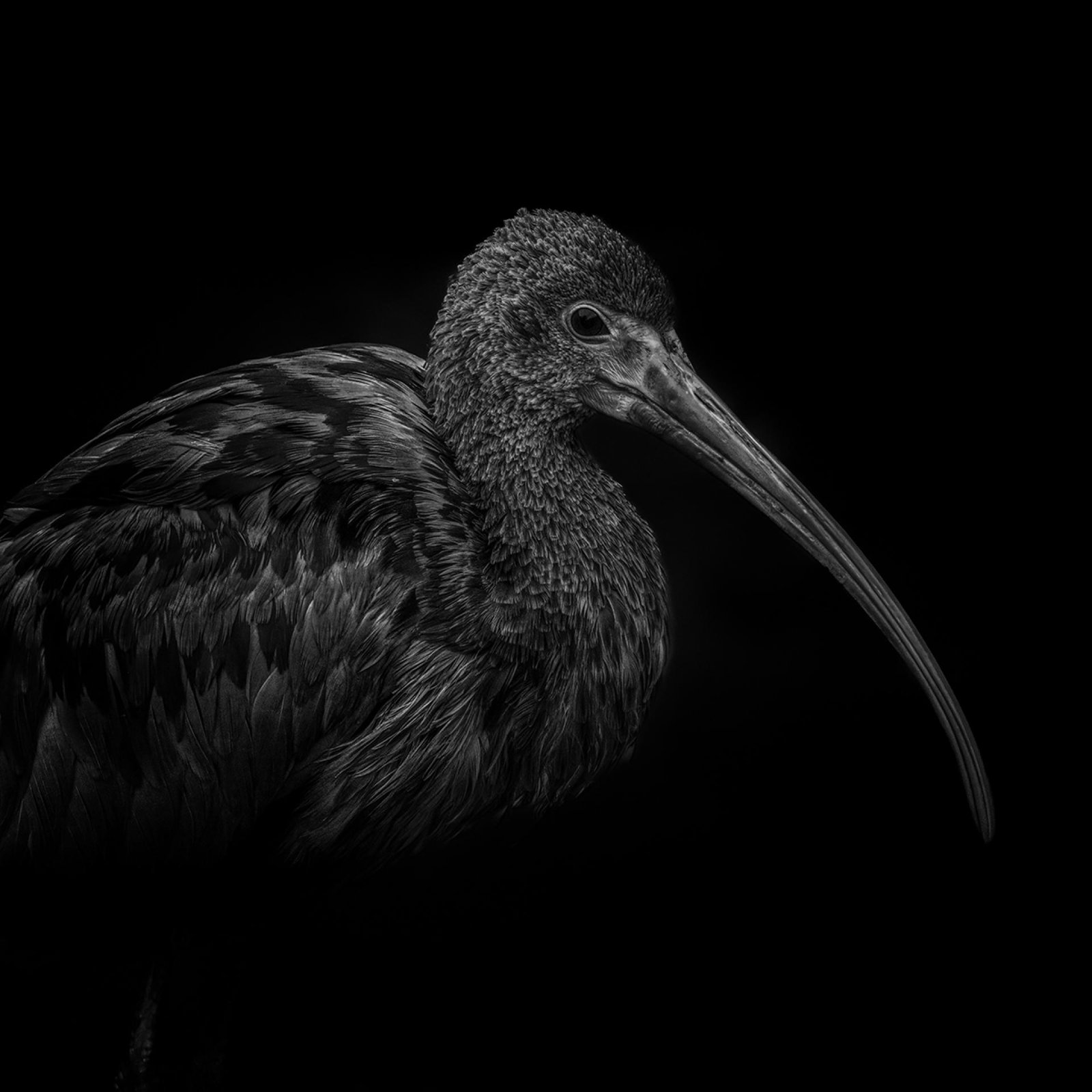 European Photography Awards Winner - The Wildness