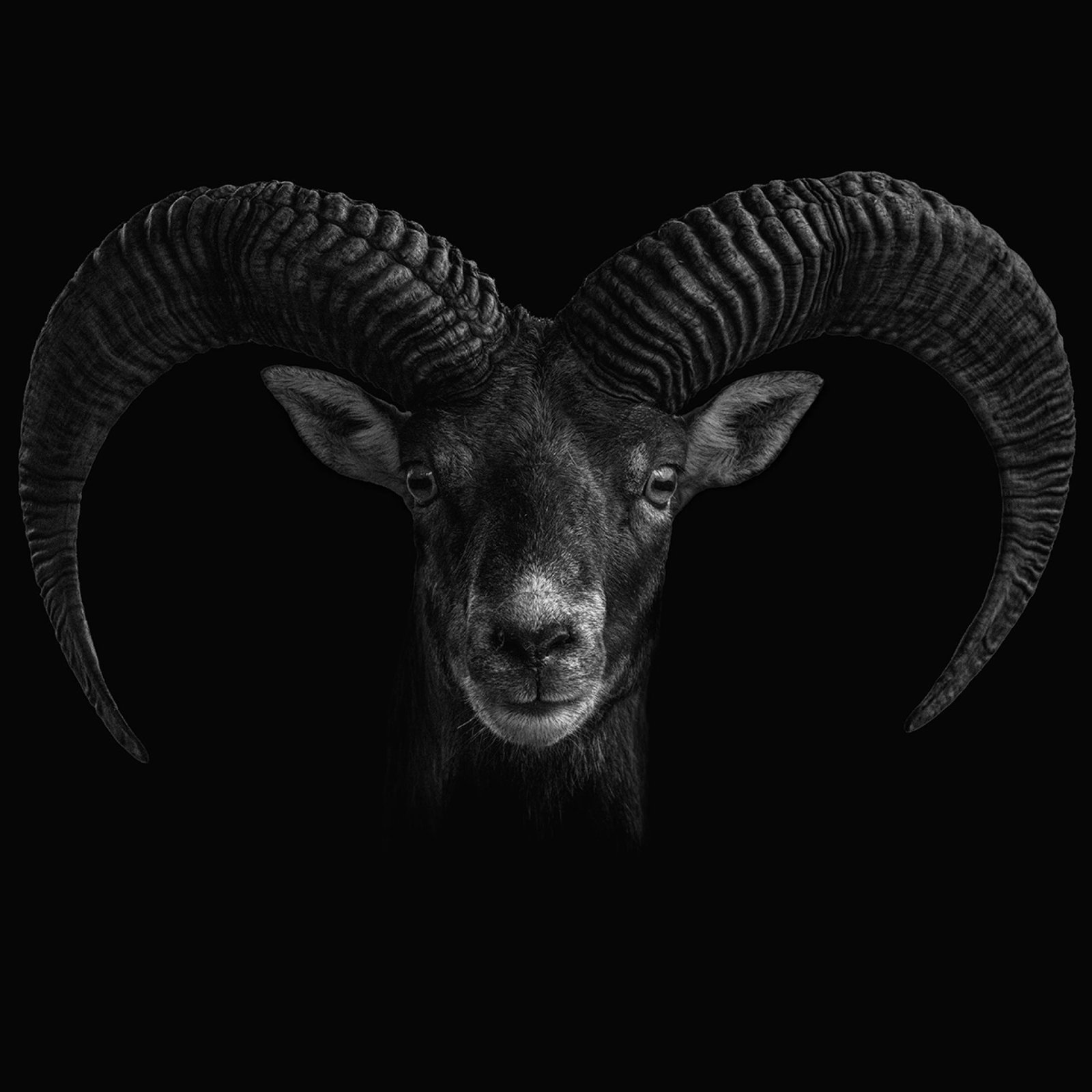 European Photography Awards Winner - The Wildness