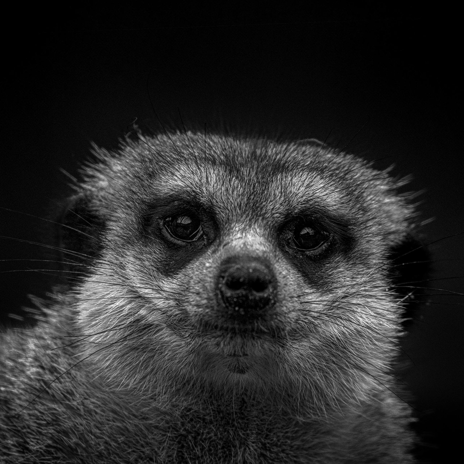 European Photography Awards Winner - The Wildness