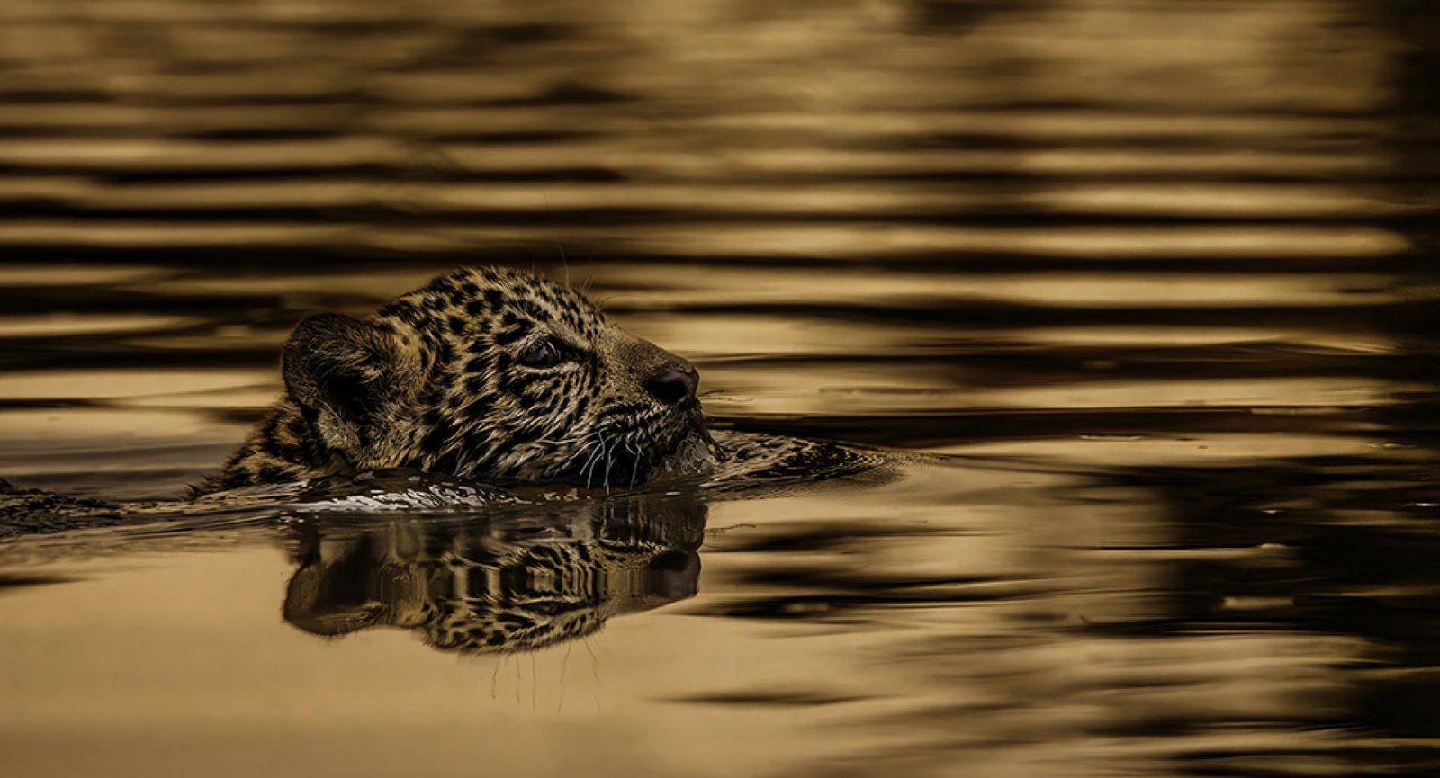 European Photography Awards Winner - Golden Survival - The Legend of Makala