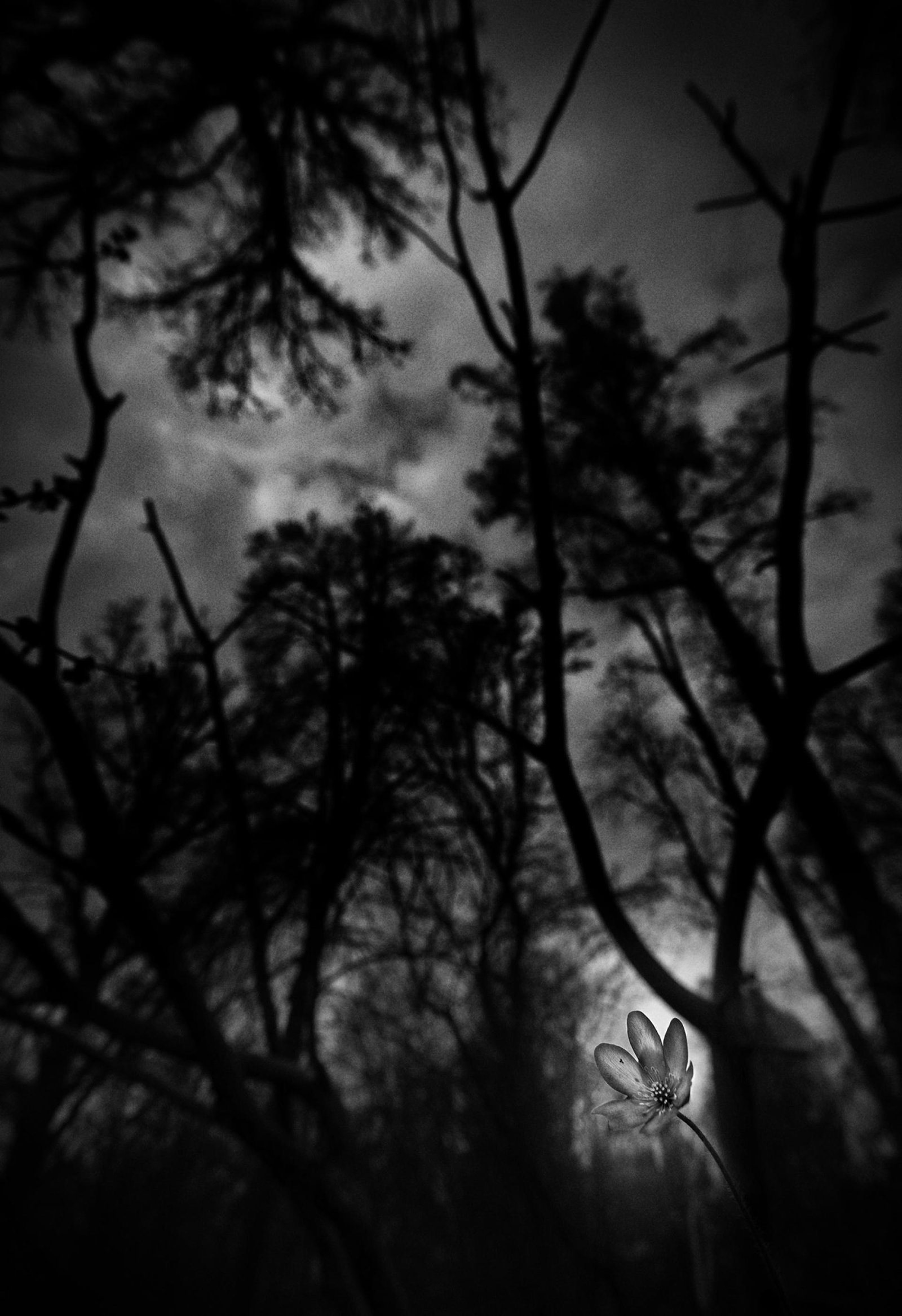 European Photography Awards Winner - Threatening spring