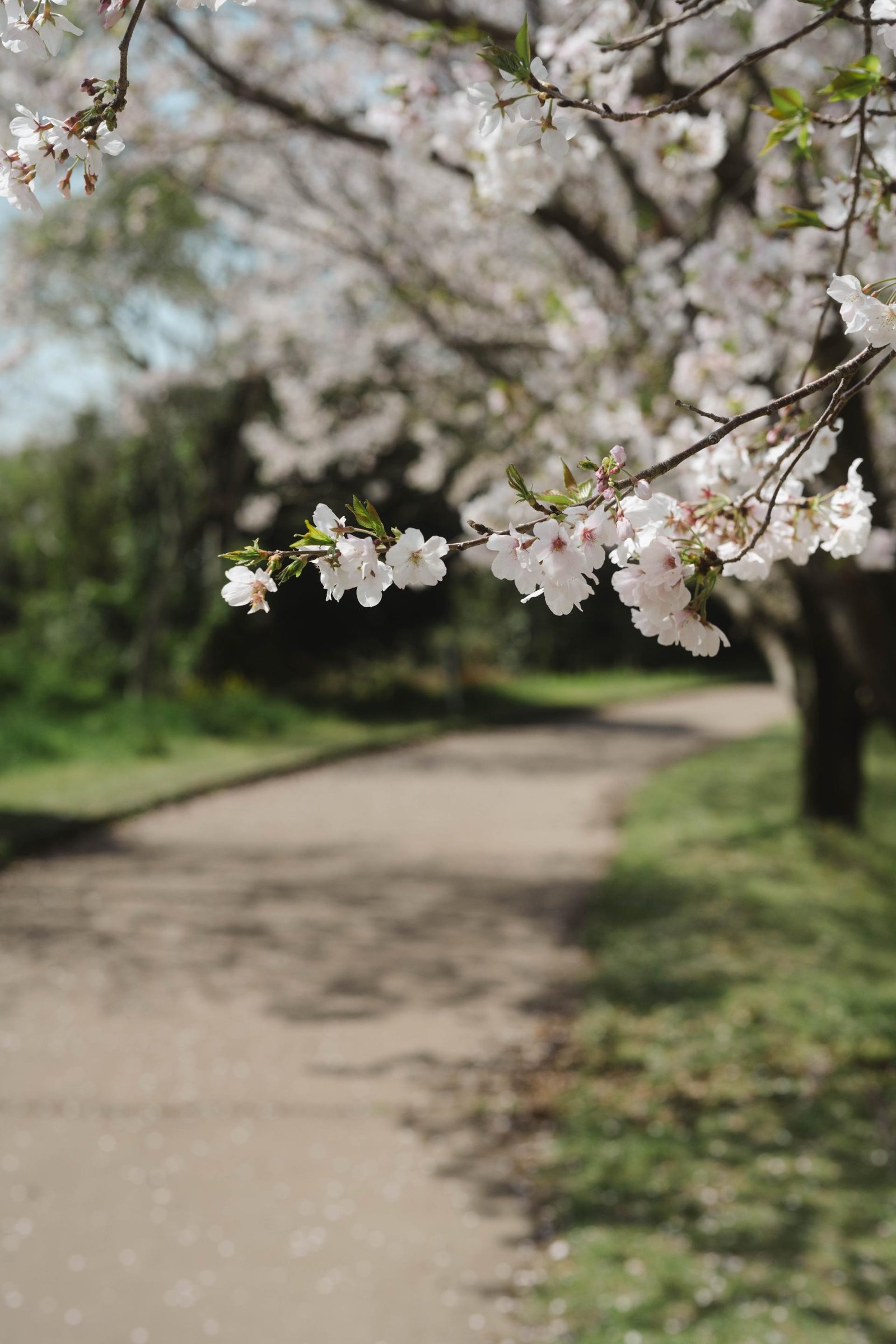 European Photography Awards Winner - Alberata