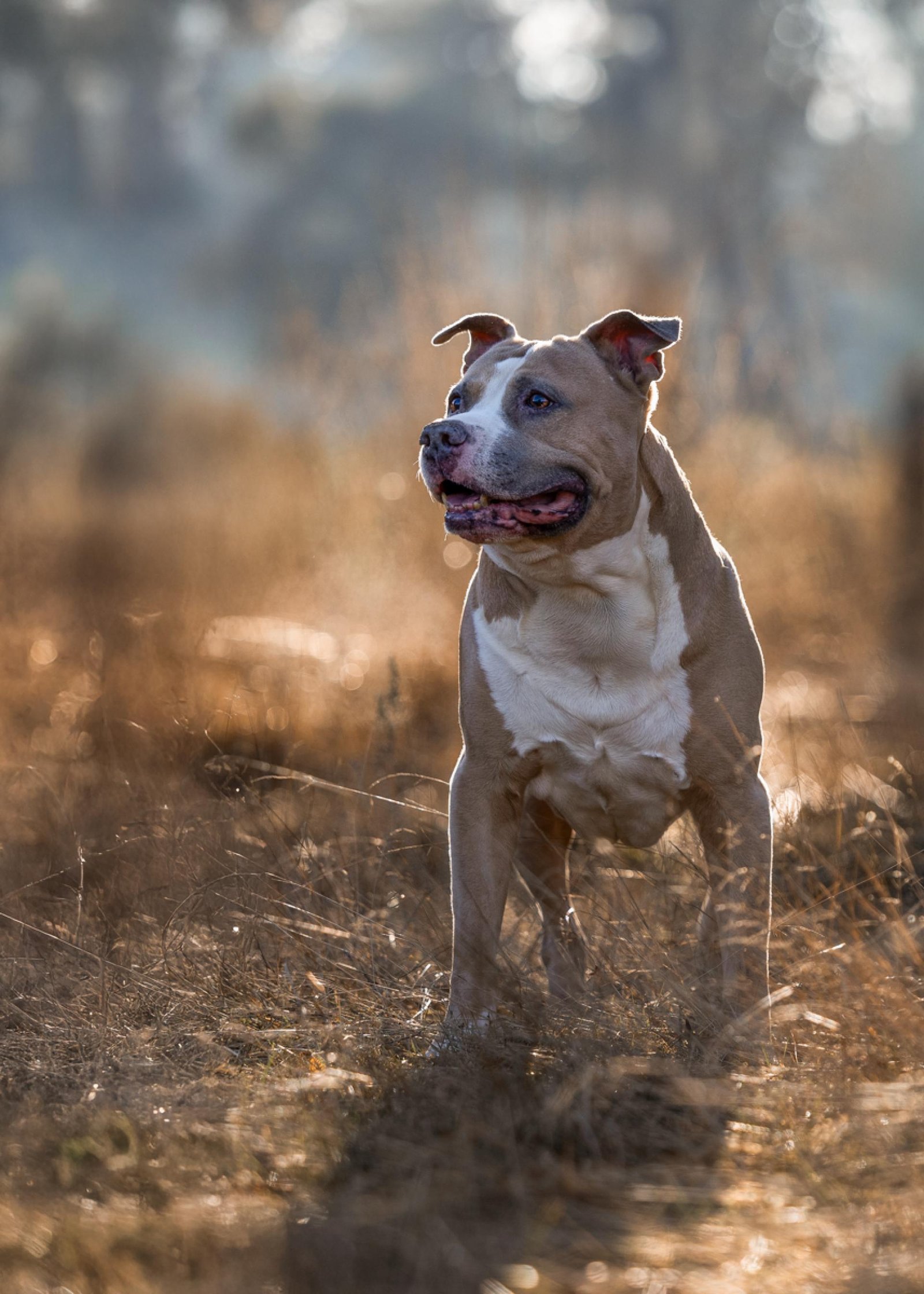 European Photography Awards Winner - Buddy