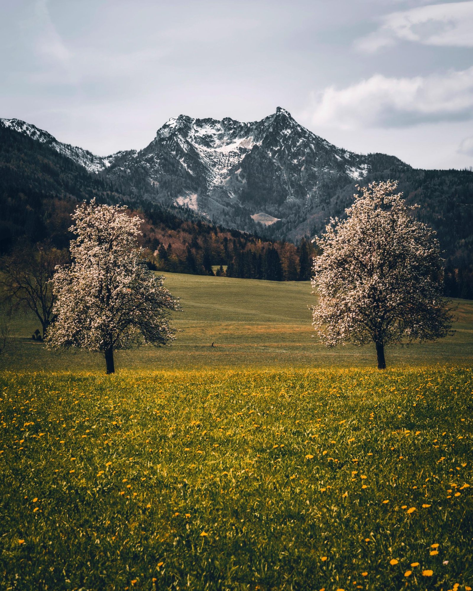 European Photography Awards Winner - Spring awakening