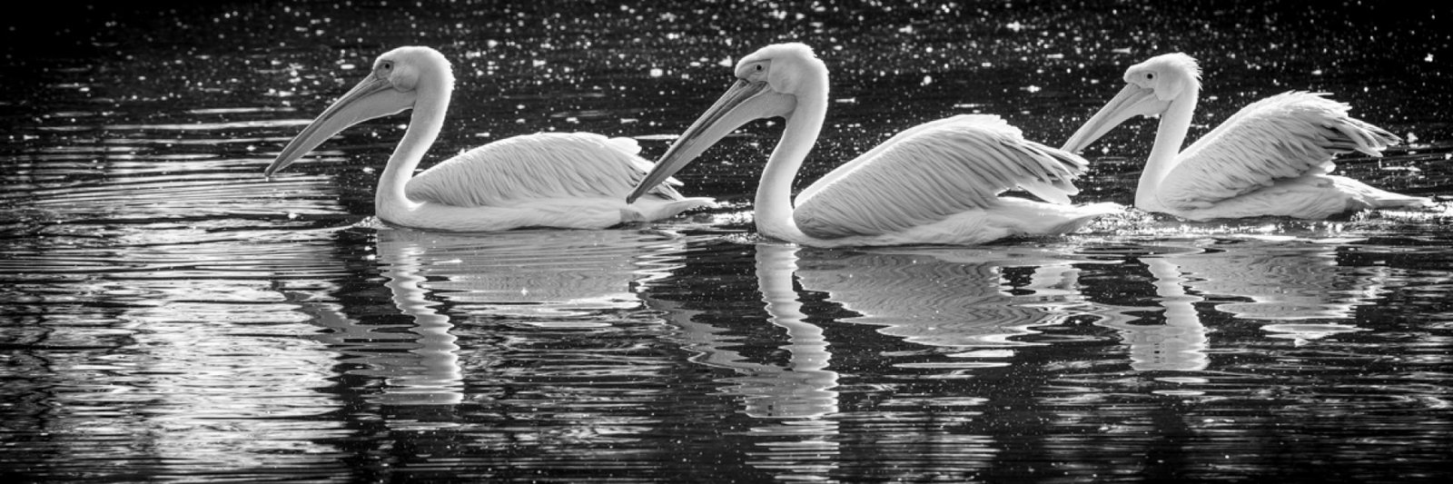 European Photography Awards Winner - Pelicans Panorama
