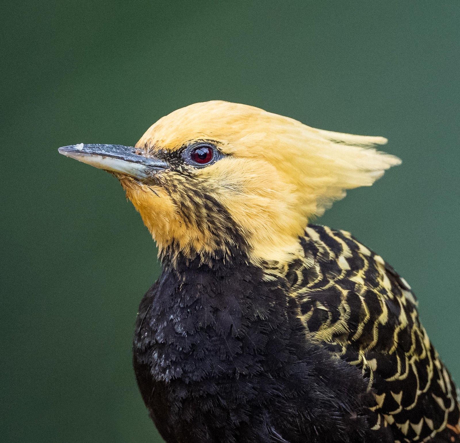 European Photography Awards Winner - Great Hair Day
