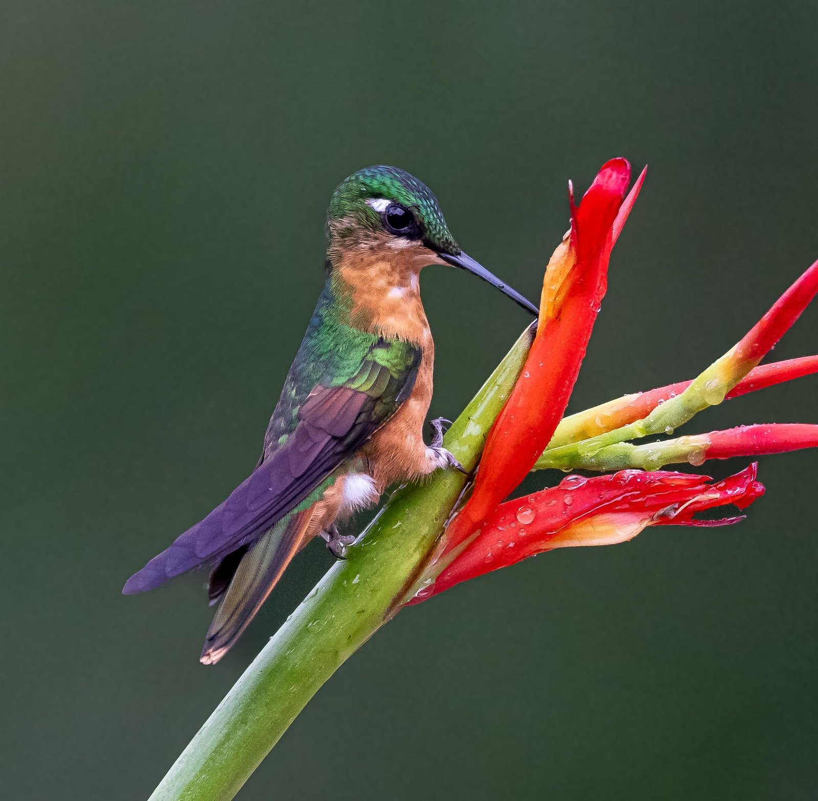 European Photography Awards Winner - Infusion