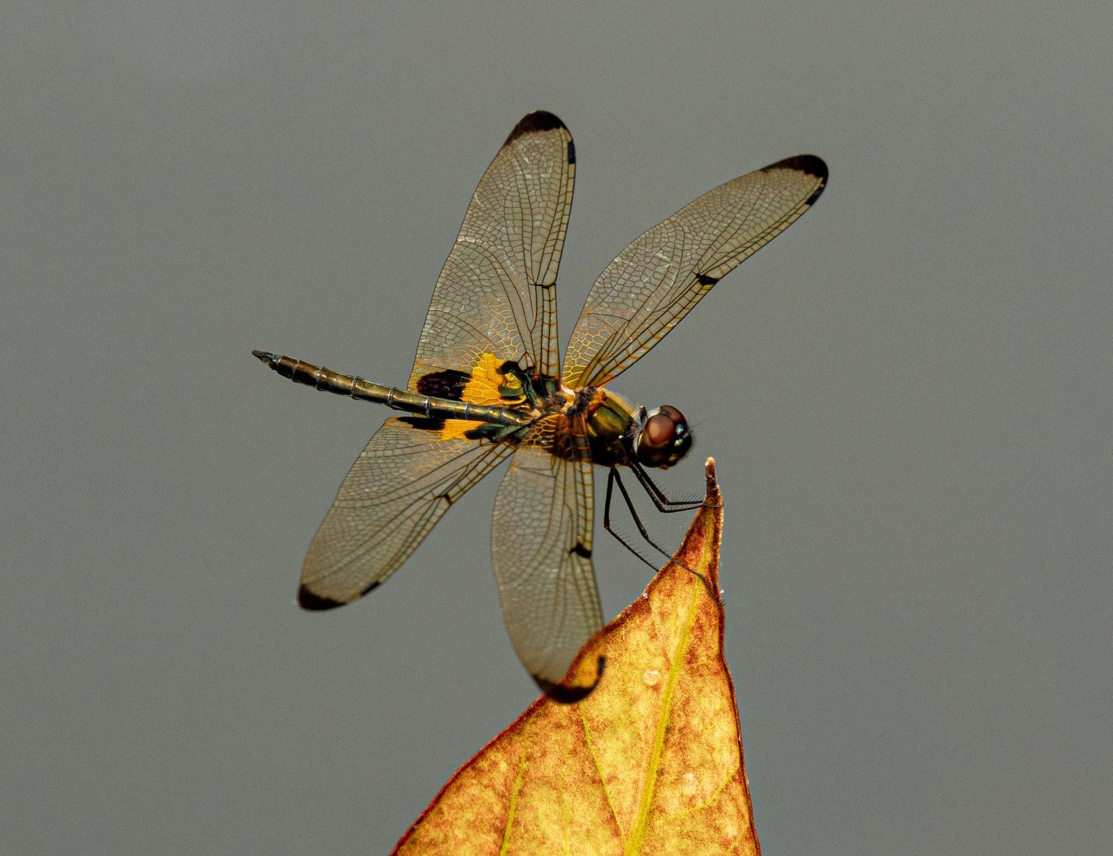 European Photography Awards Winner - Dragonfly in evening sun 