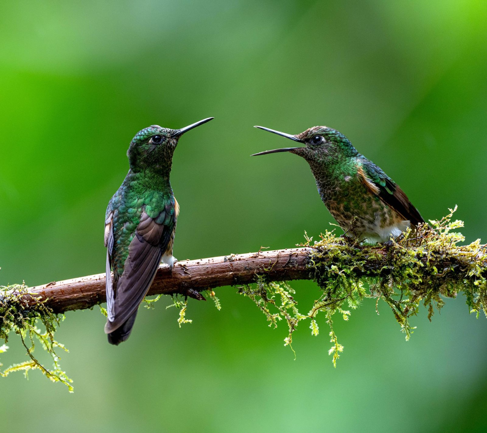 European Photography Awards Winner - Being told 