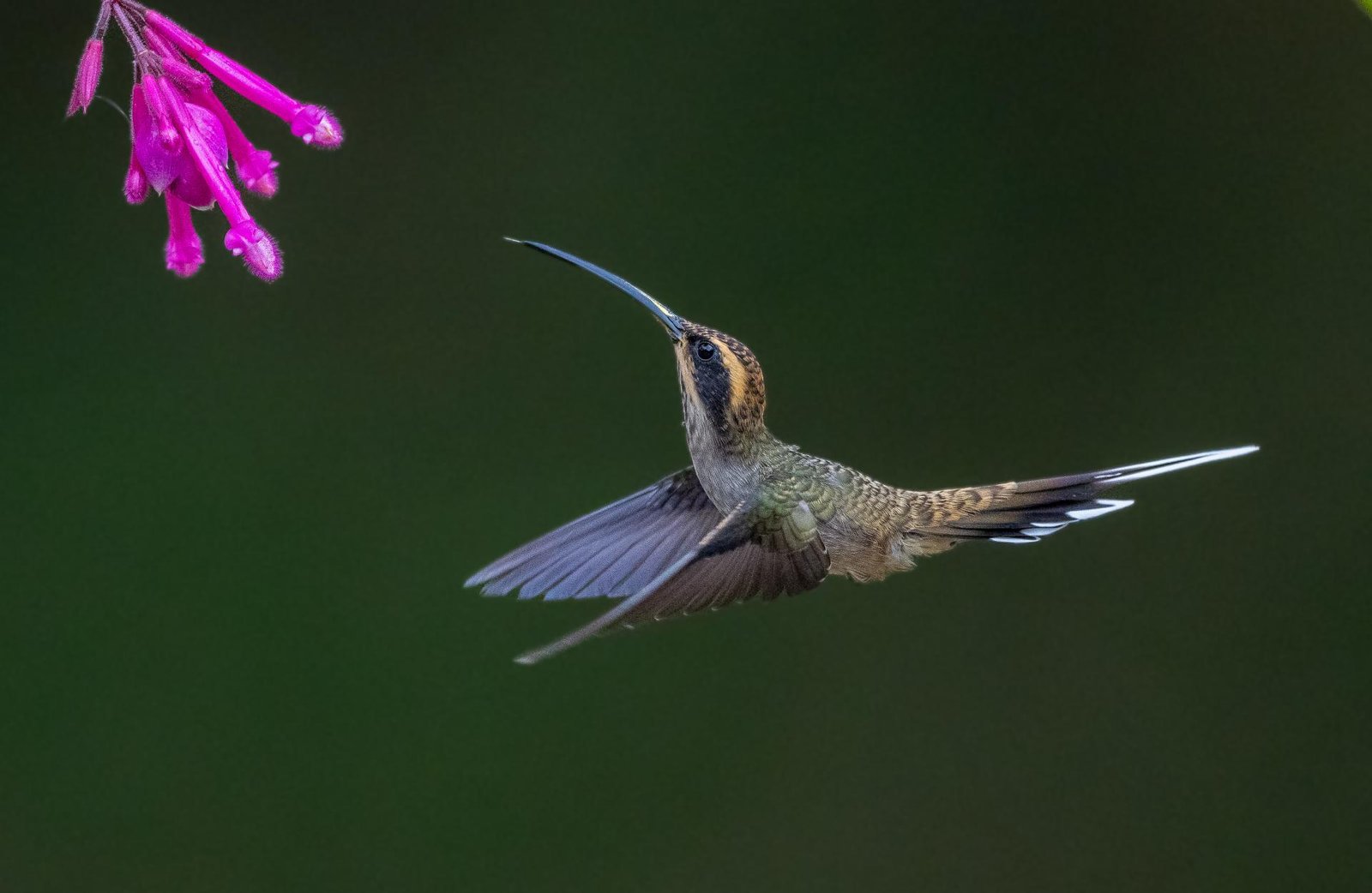 European Photography Awards Winner - Flying Ballerina
