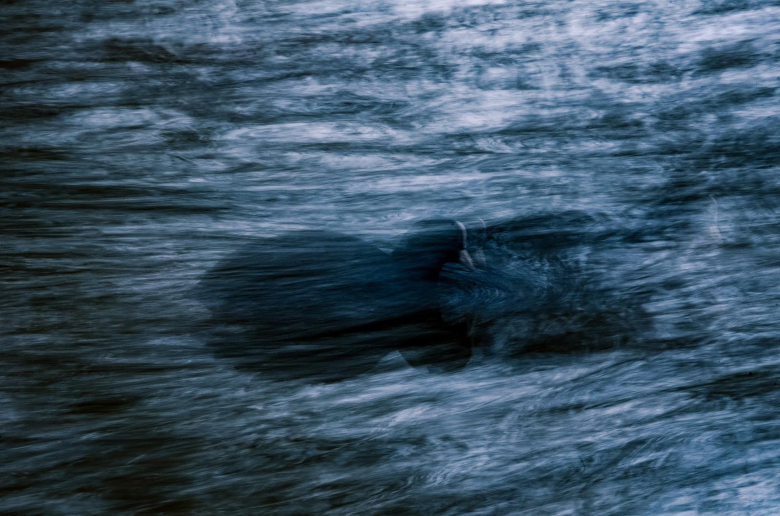 European Photography Awards Winner - Coot abstract 