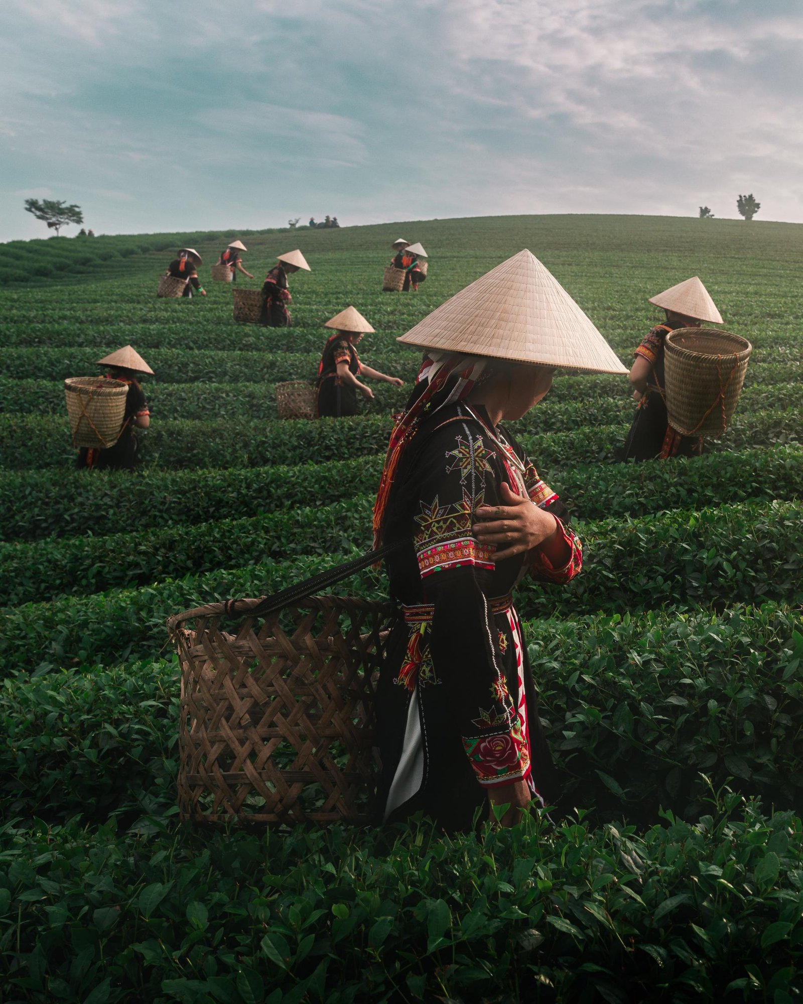 European Photography Awards Winner - Harmony in the Tea Fields