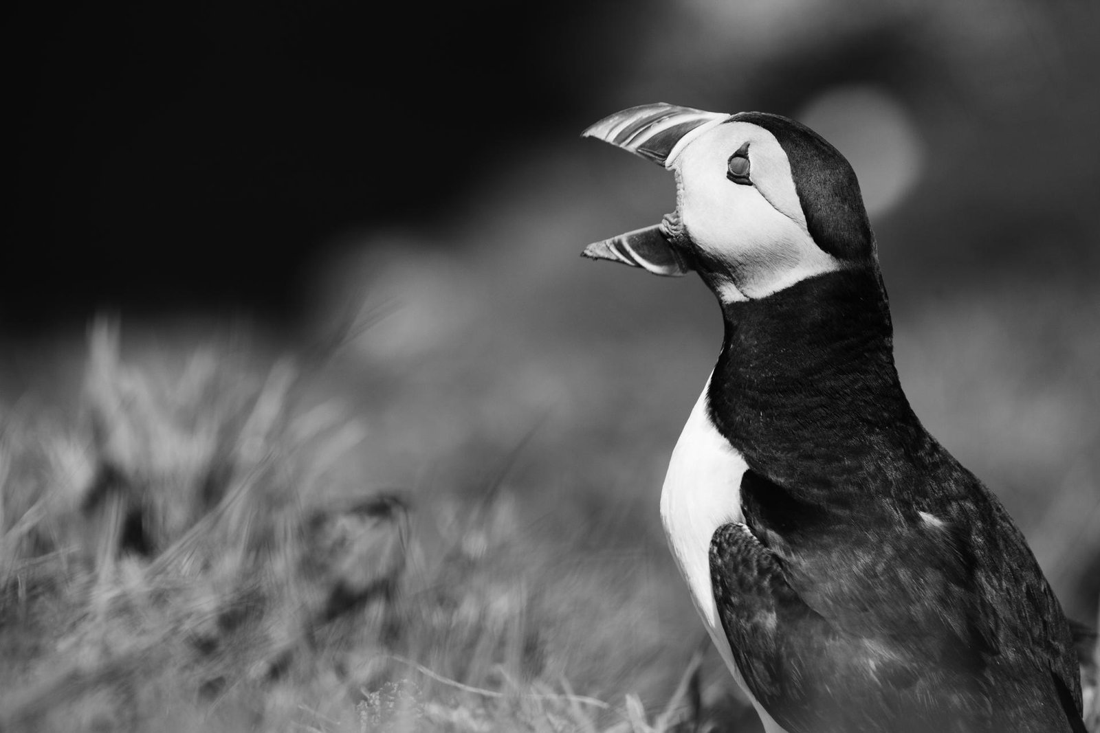 European Photography Awards Winner - The cry of the puffin
