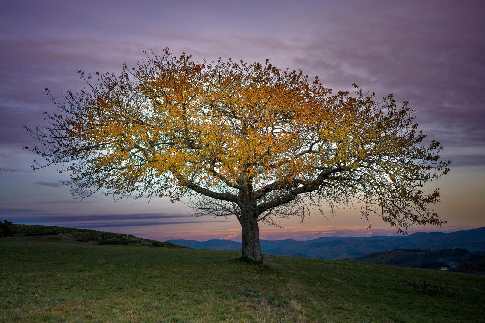European Photography Awards Winner - The tree of Life