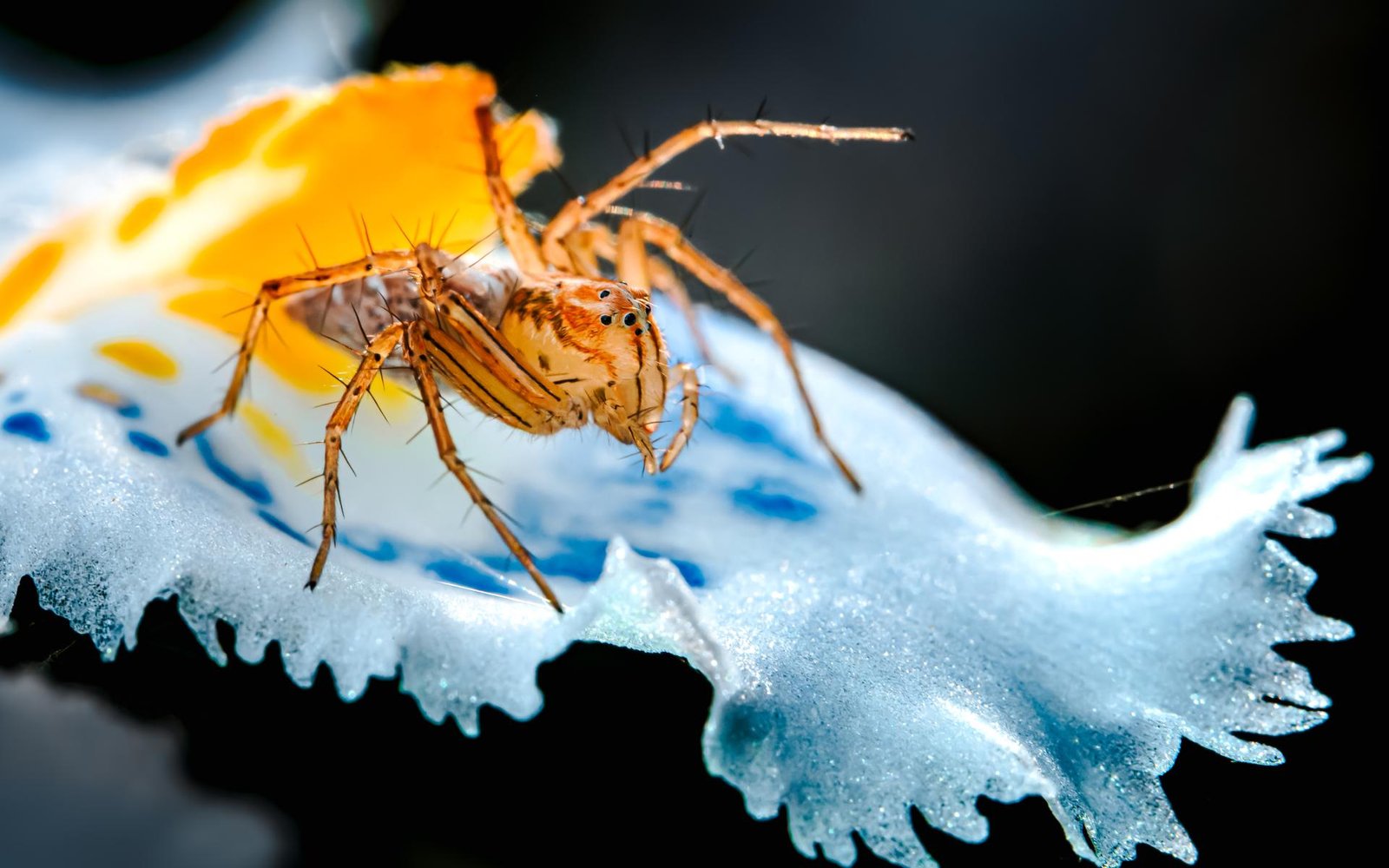 European Photography Awards Winner - Micro Hunter on a Painted Canvas