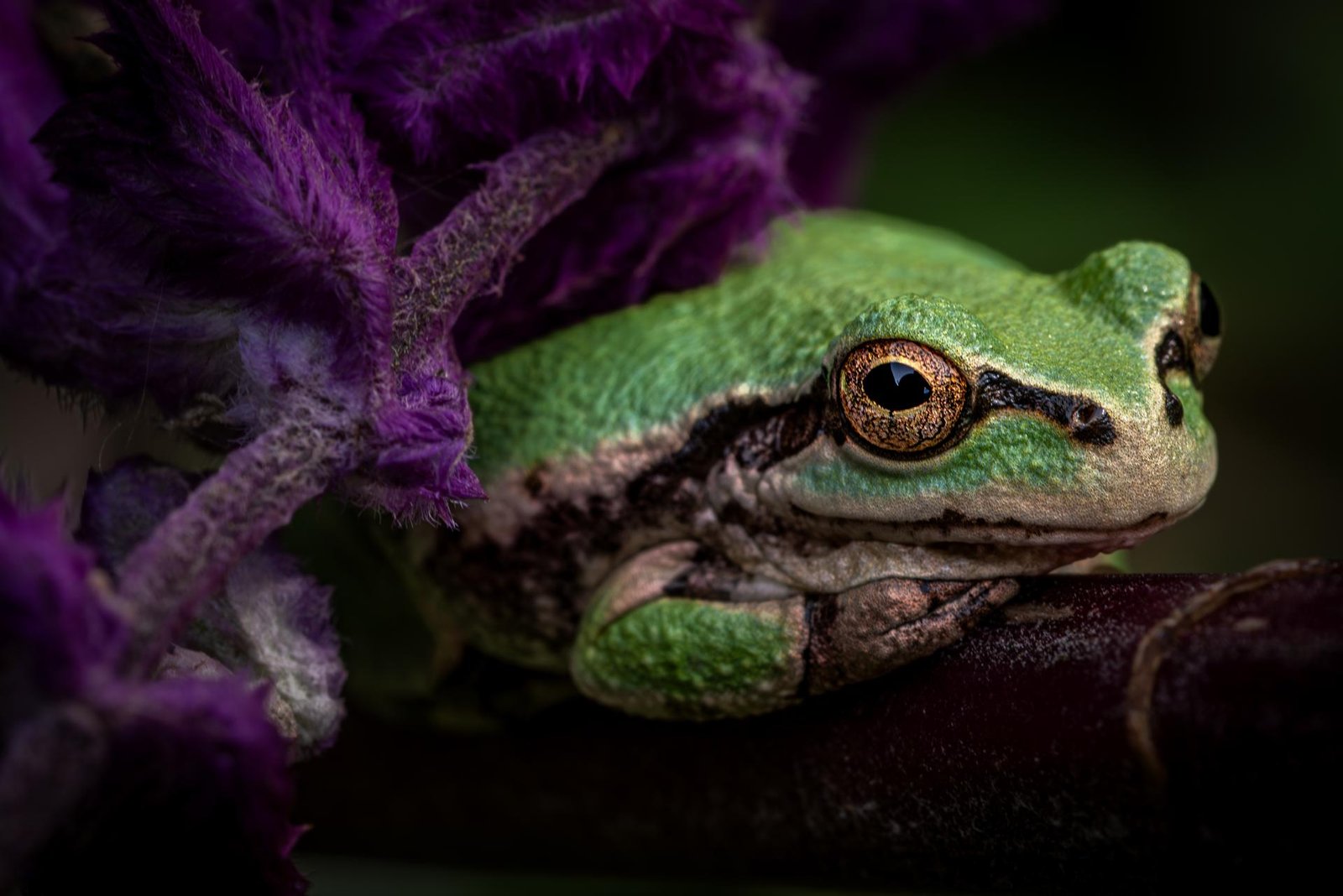 European Photography Awards Winner -  Leisurely Spending Frogs