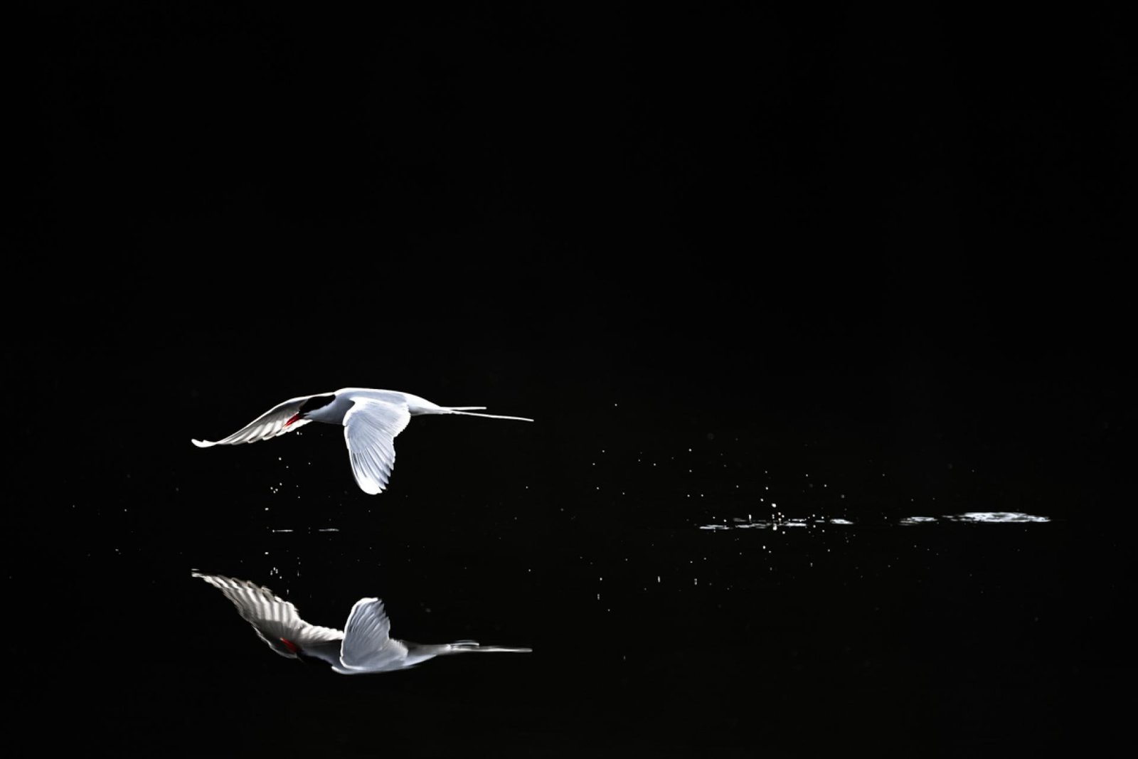 European Photography Awards Winner - Tern's Silent Catch