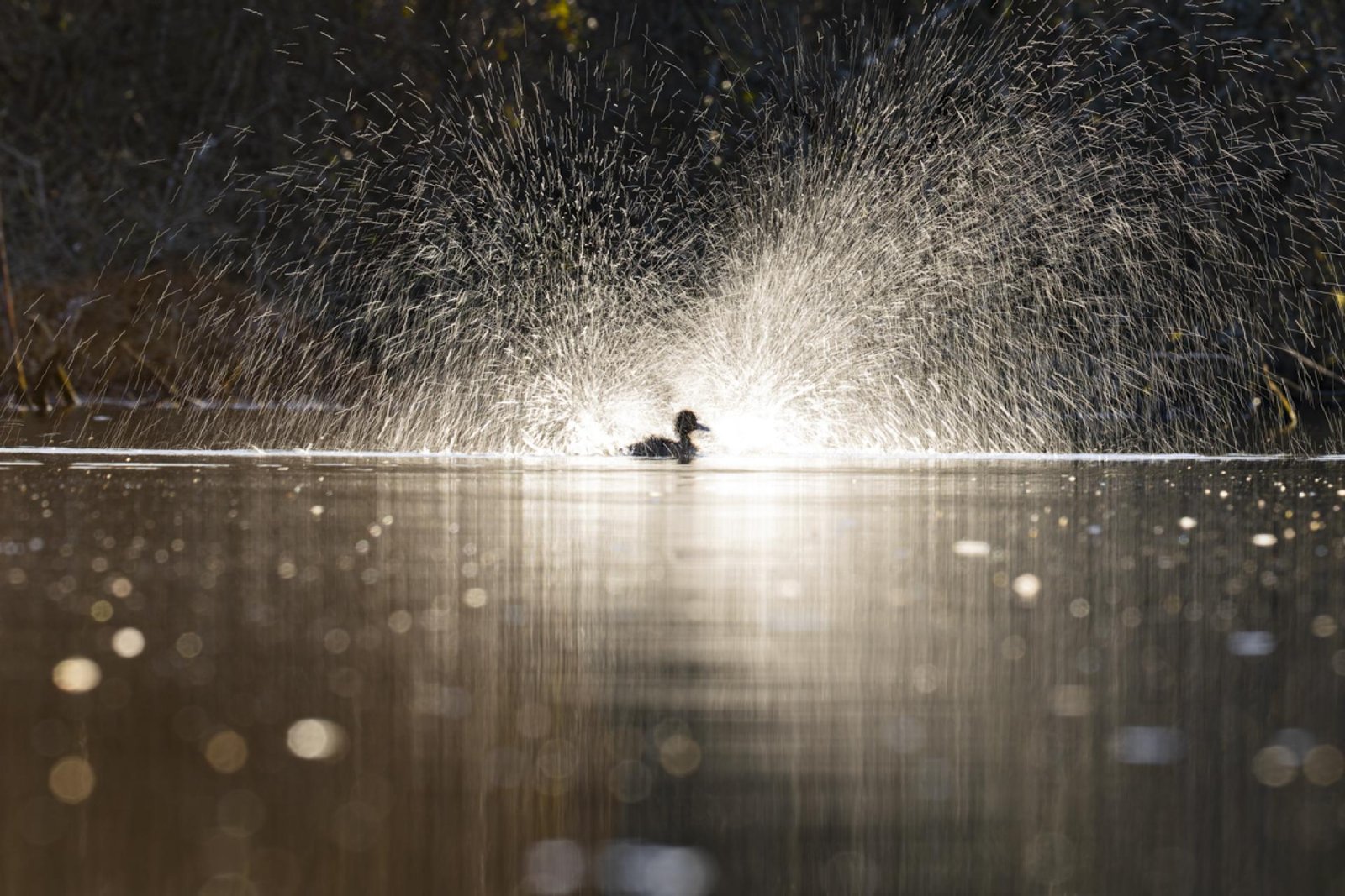 European Photography Awards Winner - Champagne Bath