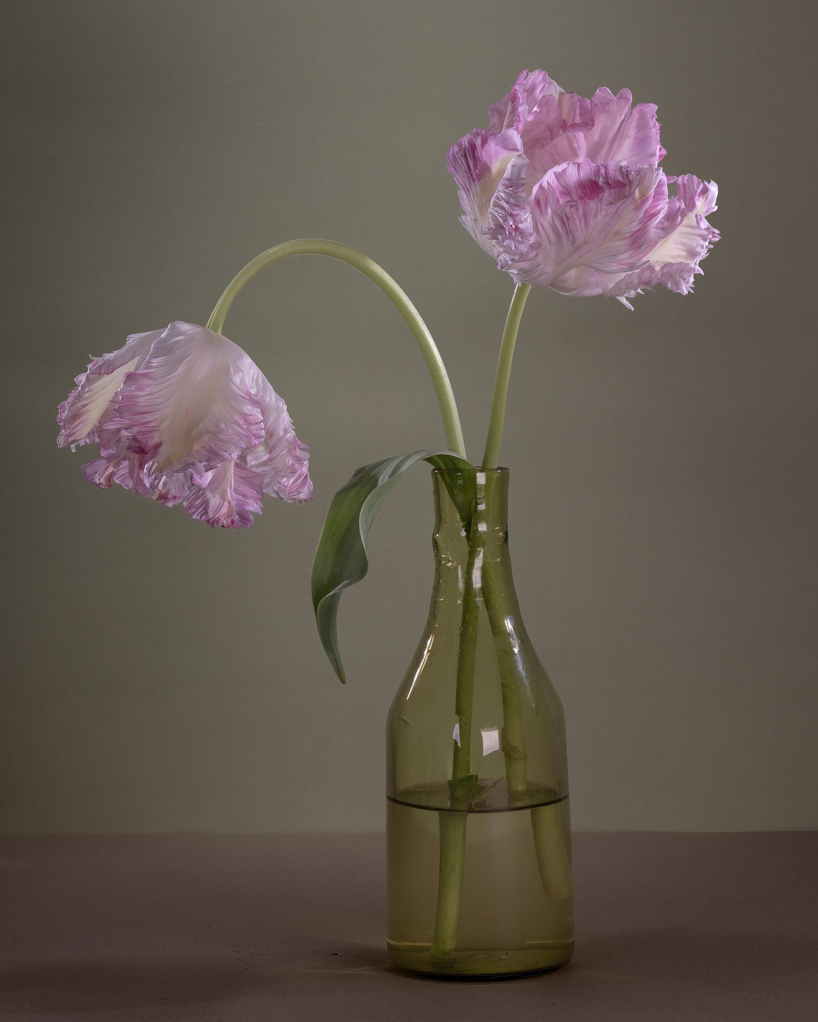 European Photography Awards Winner - Dutch Parrots